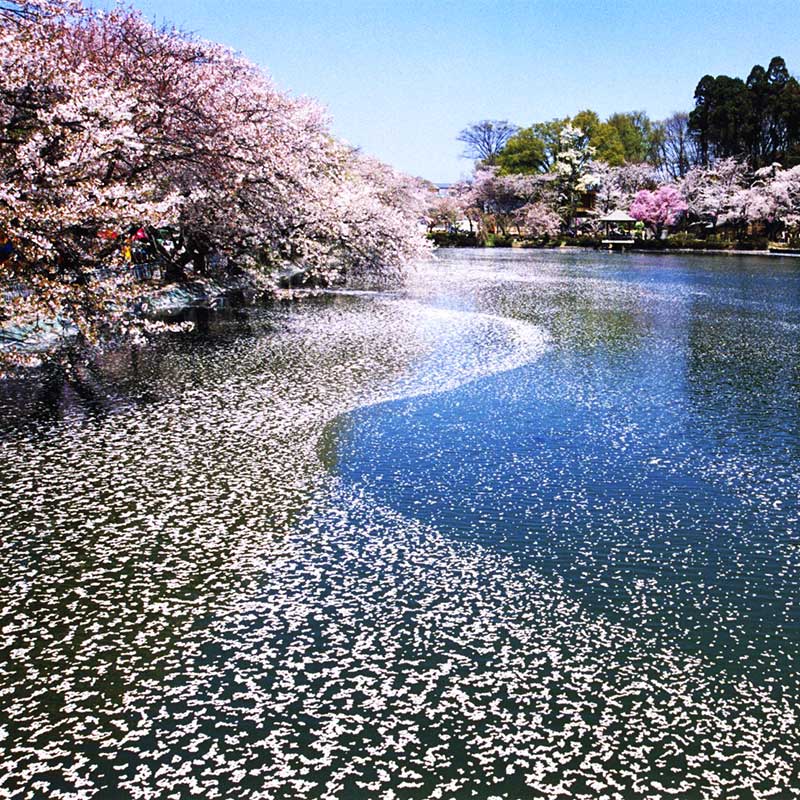 須坂・臥竜公園の桜