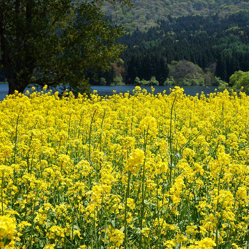 北竜湖と菜の花